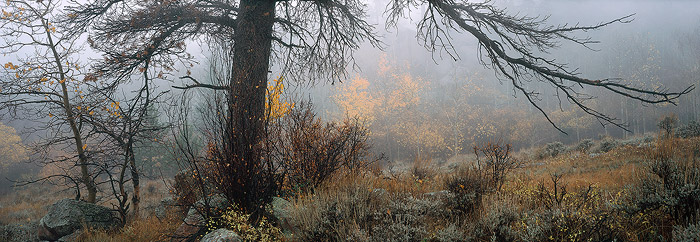 Vedauwoo, aspen, panorama photo
